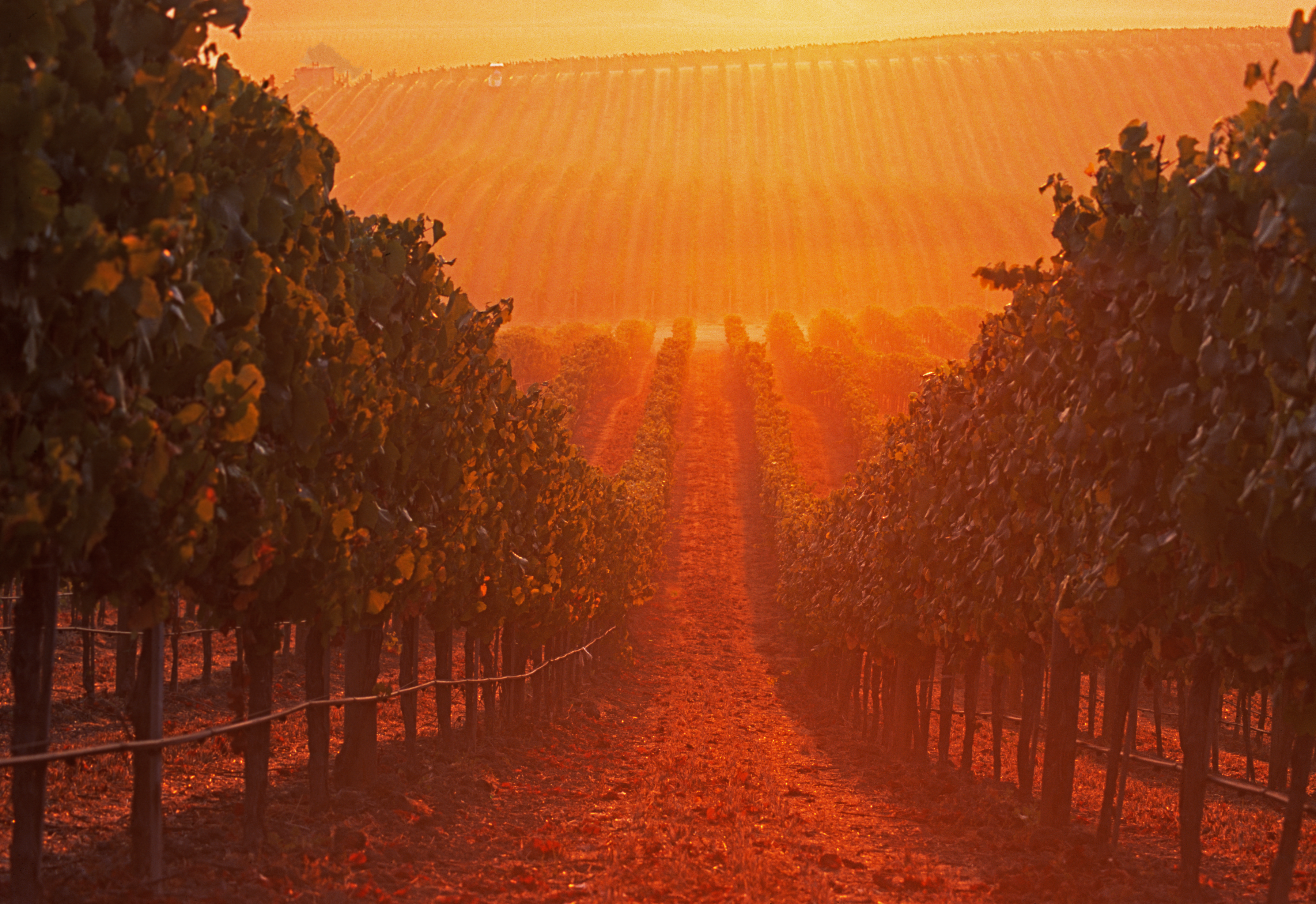 Orange Hue over California Vineyard - Good Tasting Non-Alcoholic Wine