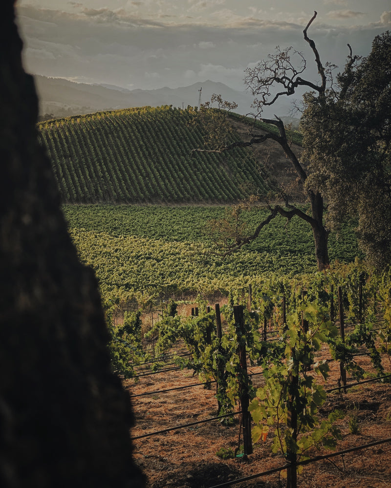Wine grapevines in a vineyard with a tree in the foreground and mountains in the background supplying premium grapes for non-alcoholic wine