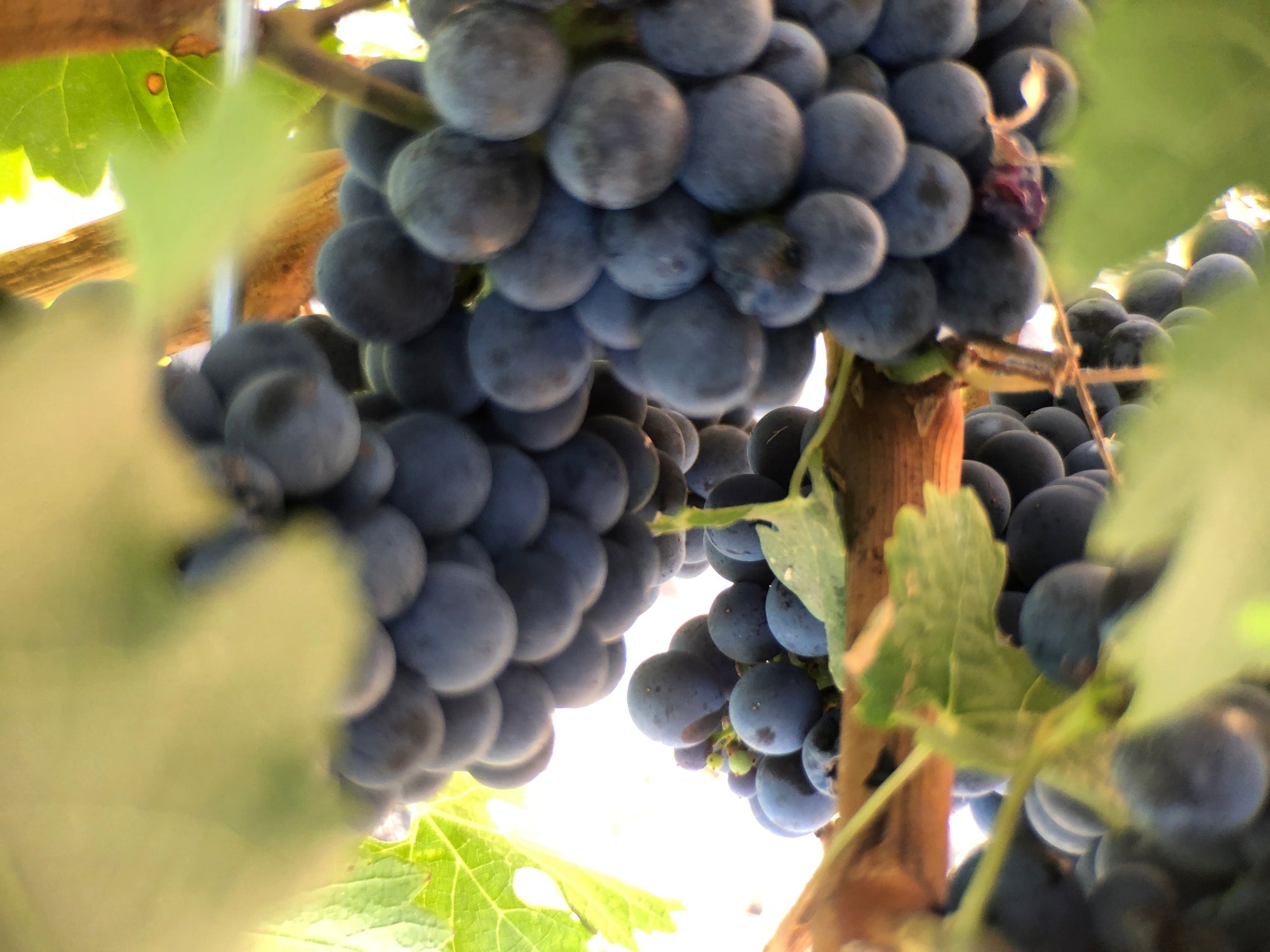 Close-up of dark purple grapes on a vine with green leaves.