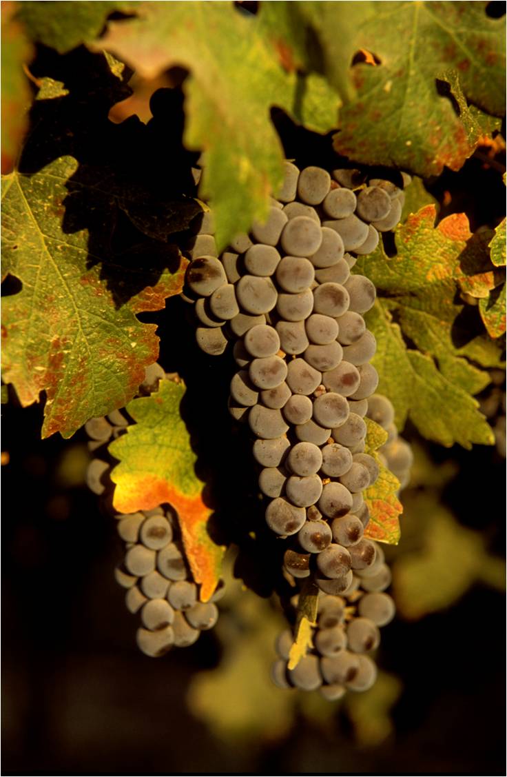Cabernet grapes on the vine - California vineyard grapes